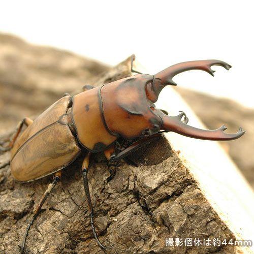 （昆虫）オキピタリスノコギリクワガタ　スラウェシ　パロロ産　ＷＣ　４５〜４９ｍｍ（１ペア）　北海道・...