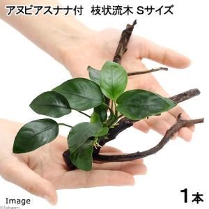 水草）流木 ザ ボンサイ Ver．アヌビアスナナ 3種セット（約
