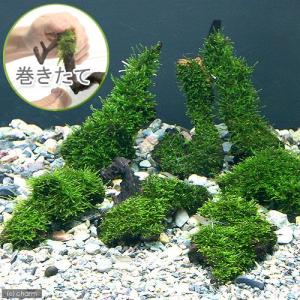 チャーム（charm） （水草）☆育成済☆ ジャイアント南米ウィローモス