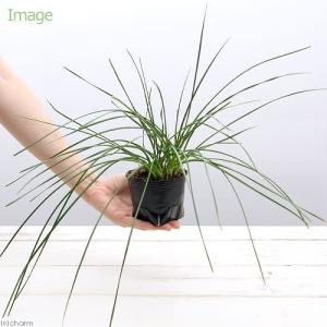 (ビオトープ)水生植物 タマスダレ(玉簾)(1...の詳細画像1