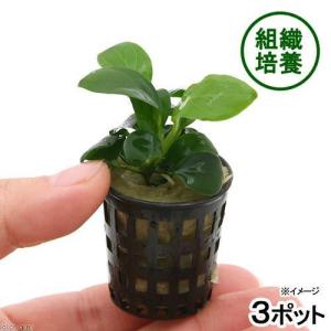 チャーム（charm） （水草）アヌビアス バルテリー カラディフォリア