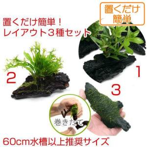 チャーム（charm） （水草）置くだけ簡単 レイアウト流木 アヌビアス2