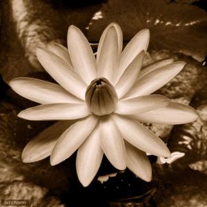 （ビオトープ）睡蓮　おまかせ熱帯性品種睡蓮（夜咲き）　色指定無し（１ポット）（休眠状態）