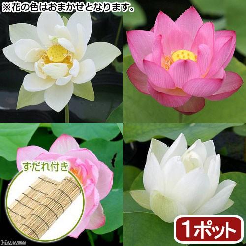 （ビオトープ）蓮　ハス　花色おまかせハス　品種記載あり（無農薬）（１ポット）　すだれ付き