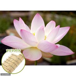 （ビオトープ）蓮　ハス（桃）　桃一重蓮（モモヒトエハス）（１ポット）　すだれ付き