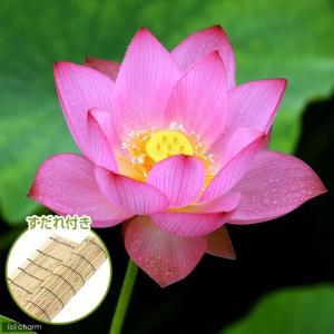 （ビオトープ）蓮　ハス（桃）　即非蓮（ソクヒレン）（１ポット分）　すだれ付き（休眠状態）