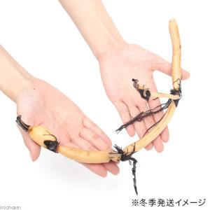 (ビオトープ)蓮 ハス(桃) 即非蓮(ソクヒレ...の詳細画像1