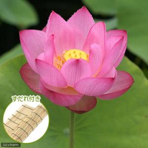 （ビオトープ）蓮　ハス（桃）　大賀蓮（オオガハス）（１ポット分）　すだれ付き（休眠状態）