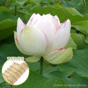 （ビオトープ）蓮　ハス（白〜桃）　天竺斑蓮（テンジクマダラハス）（１ポット分）　すだれ付き（休眠状態）