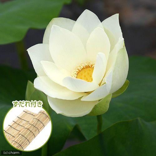 （ビオトープ）蓮　ハス（黄）　黄花蓮（キバナハス）（無農薬）（１ポット）　すだれ付き