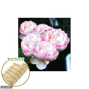 (ビオトープ)蓮 ハス(白) 多頭蓮(タトウレン...の商品画像