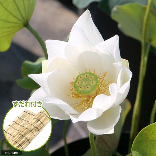 （ビオトープ）蓮　ハス（白）　白花蓮（シロバナハス）（無農薬）（１ポット）　すだれ付き
