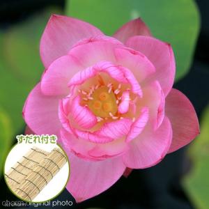 (ビオトープ)蓮 ハス(桃) 火花(ヒバナ)(1...の商品画像