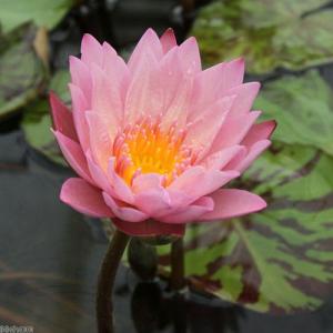 (ビオトープ)睡蓮 熱帯性睡蓮(スイレン)(淡...の詳細画像1