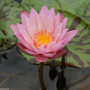 (ビオトープ)睡蓮 熱帯性睡蓮(スイレン)(淡...の詳細画像2