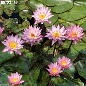 (ビオトープ)睡蓮 熱帯性睡蓮(スイレン)(淡...の詳細画像3