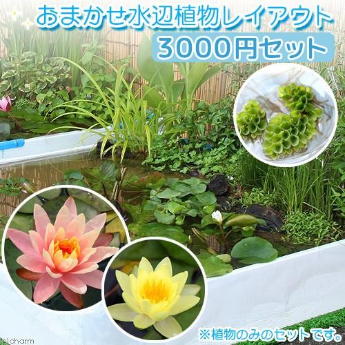 （ビオトープ）おまかせ水生植物レイアウトセット　航空便不可・沖縄不可