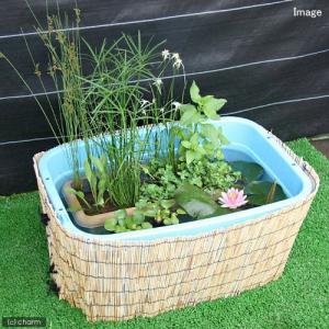 めだか鉢　睡蓮鉢　ビオトーブ　飼育セット 睡蓮鉢♪メダカ飼育ケース♪ビオトープ♪3個