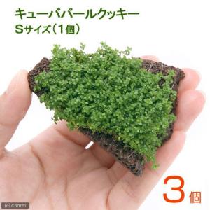 水草）エキノドルス ホレマニーグリーン（インボイス） 東南便（水上葉
