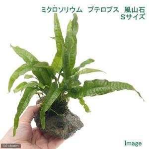 チャーム（charm） （水草）ミクロソリウム プテロプス ソードリーフ付