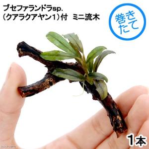 （水草）巻きたて　ブセファランドラｓｐ．クアラクアヤン１付き　ミニ流木（約７ｃｍ）（無農薬）（１本）｜chanet