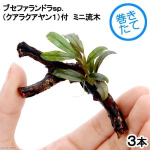 チャーム（charm） （水草）巻きたて ボルビティス ヒュディロティ