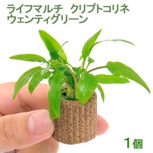 水草 クリプトコリネの商品一覧 通販 Yahoo ショッピング