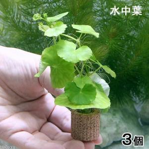 （水草）ライフマルチ（茶）アマゾンチドメグサ（水中葉）（無農薬）（３個）
