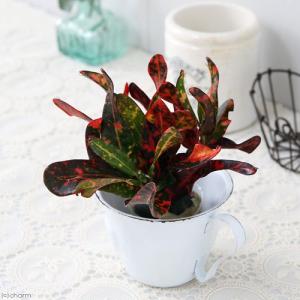 (観葉植物)ミニ観葉 オアシス苗 クロトン ブッ...の商品画像