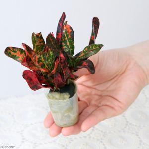 (観葉植物)ミニ観葉 オアシス苗 クロトン ブ...の詳細画像1