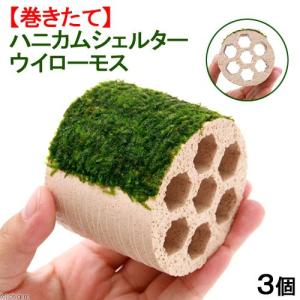 チャーム（charm） （水草）ホシクサsp．クチ（水中葉）（無農薬