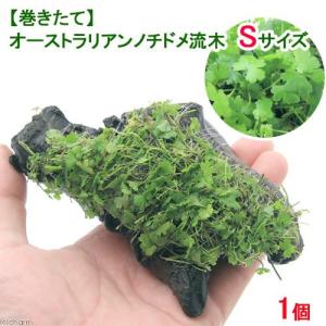 チャーム（charm） （水草）巻きたて オーストラリアン ノチドメ流木