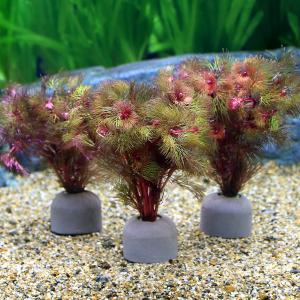【超希少】 ホシクサ・クチホワイト 水中葉1株 　おまけ付き ホシクサ・クチホワイト 水中葉1株 アクアリウム 水草 - メルカリ