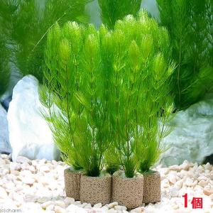 （水草）ライフマルチ（茶）マツモ（無農薬）（１個）メダカ　金魚　水質浄化　産卵床｜chanet