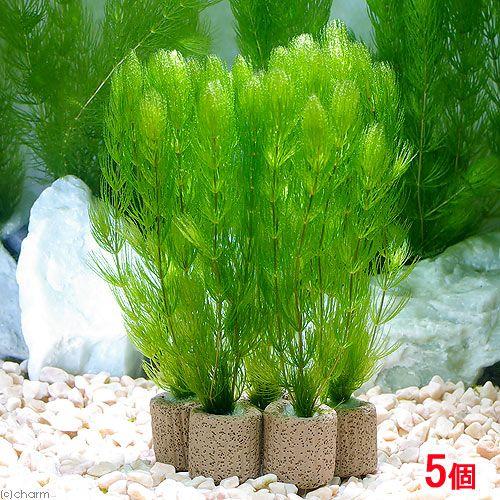 （水草）ライフマルチ（茶）マツモ（無農薬）（５個）メダカ　金魚　水質浄化　産卵床