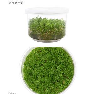 (水草)組織培養 キューバパールグラス(無農薬...の詳細画像1