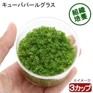 チャーム（charm） （水草）巻きたて キューバパールグラス 風山石 M