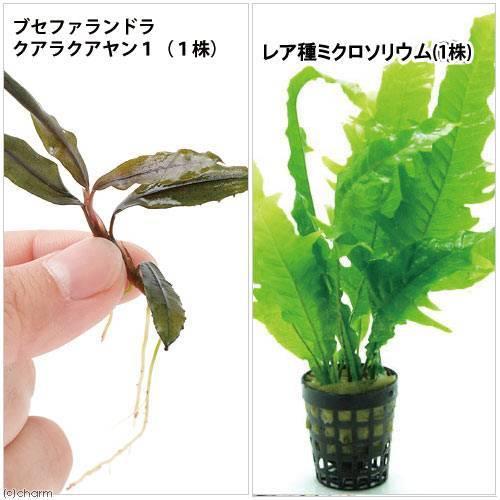 （水草）ブセファランドラ　クアラクアヤン１（水中葉）（無農薬）（１株）＋レア種ミクロソリウム（水中葉...