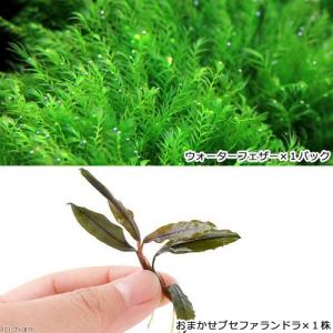 水草）プチ溶岩石付き ブセファランドラsp．ゴジラ（クダガンレッド