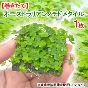 （水草）巻きたて　オーストラリアン　ノチドメ　タイル（水上葉）（無農薬）（１枚）｜chanet