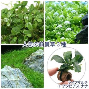 チャーム（charm） （水草）定番のアヌビアス ナナ3種セット ＋