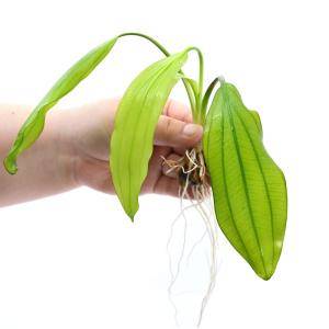 水草）エキノドルス ホレマニーグリーン（インボイス） 東南便（水上葉