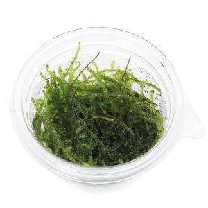 (水草)ウィローモス ミックス(水中葉)(無農...の詳細画像1