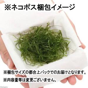 (水草)ウィローモス ミックス(水中葉)(無農...の詳細画像2