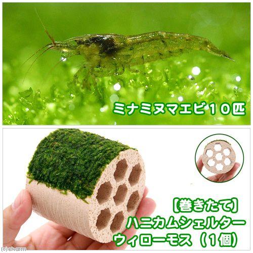 （エビ）（水草）巻きたて　ハニカムシェルター　ウィローモス（水中葉）（無農薬）（１個）＋ミナミヌマエ...
