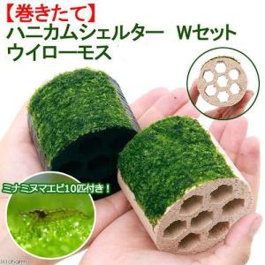 ミナミヌマエビ エビ ビーシュリンプ 熱帯魚 エビ他 チャーム Charm Paypayモール店 通販 Paypayモール