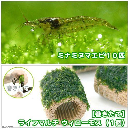 （エビ）（水草）巻きたて　ライフマルチ（茶）　ウィローモス（水中葉）（無農薬）（１個）＋ミナミヌマエ...