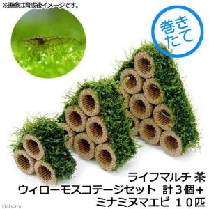 チャーム（charm） （水草）巻きたて ボルビティス ヒュディロティ
