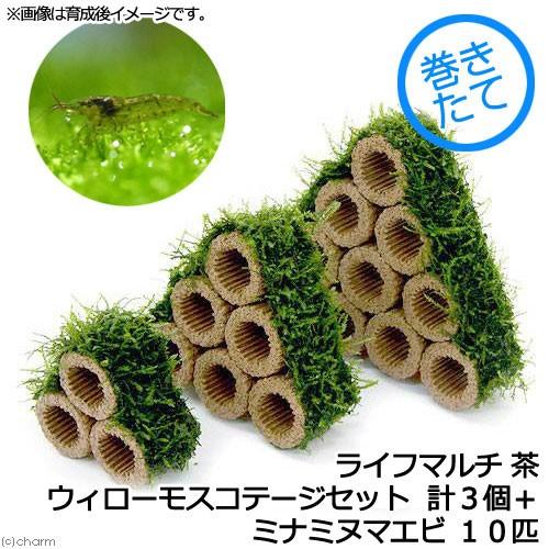 （エビ）（水草）巻きたて　ライフマルチ（茶）ウィローモスコテージセット（無農薬）（計３個）＋ミナミヌ...