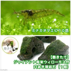 ミナミヌマエビ エビ ビーシュリンプ 熱帯魚 エビ他 チャーム Charm Paypayモール店 通販 Paypayモール